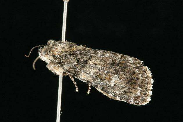 Image of Acronicta