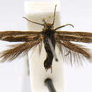 Image of Scythris interrupta Braun 1920