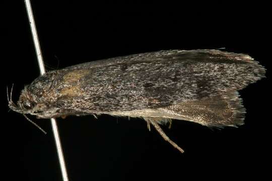 Image of <i>Ericrypsina ductaria</i>