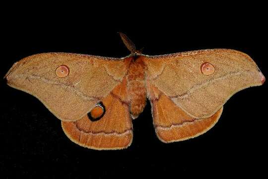 Image of Opodiphthera helena