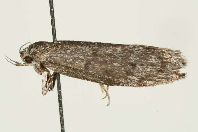 Image of <i>Ericrypsina ductaria</i>