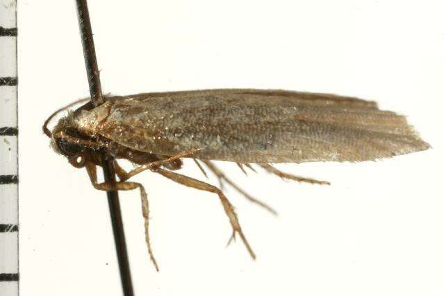 Image of <i>Heteroteucha occidua</i>