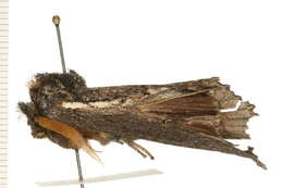 Image of <i>Hylaeora caustopis</i>