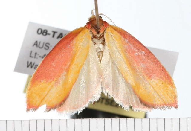 Image of Wingia hesperidella Meyrick 1883