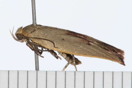 Image of Heteroteucha