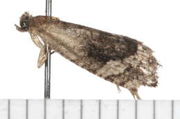 Image of Ditula epiglypta Meyrick 1910