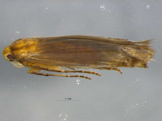 Image of Epermenioidea