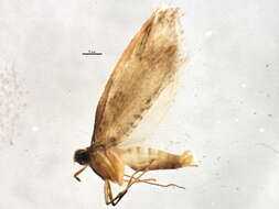 Image of Acmosara polyxena Meyrick 1886