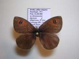 Image of <i>Erebia callias altajana</i>