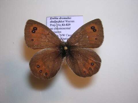 <i>Erebia iranica sheljuzhkoi</i>的圖片