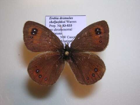 <i>Erebia iranica sheljuzhkoi</i>的圖片