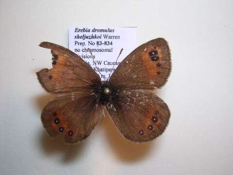 Image of <i>Erebia iranica sheljuzhkoi</i>