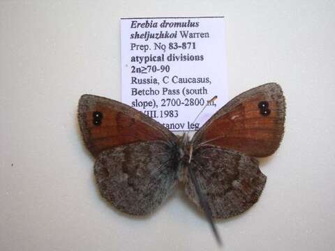 Image of <i>Erebia iranica sheljuzhkoi</i>