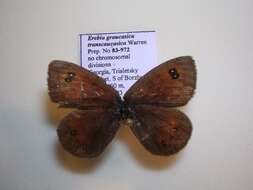 <i>Erebia graucasica transcaucasica</i> resmi