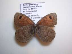 <i>Erebia graucasica transcaucasica</i> resmi