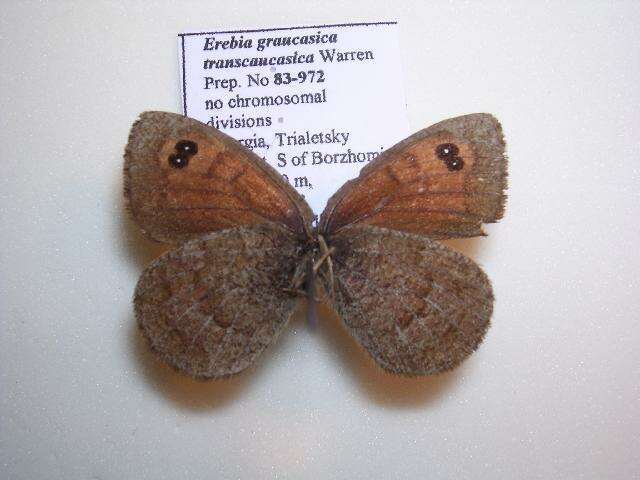 <i>Erebia graucasica transcaucasica</i> resmi