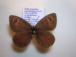 <i>Erebia graucasica transcaucasica</i> resmi