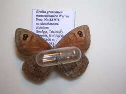 <i>Erebia graucasica transcaucasica</i> resmi