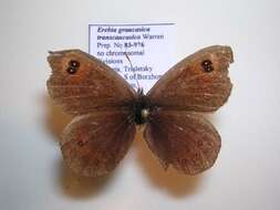 <i>Erebia graucasica transcaucasica</i> resmi