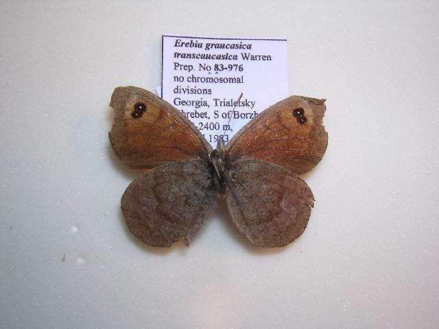 <i>Erebia graucasica transcaucasica</i> resmi