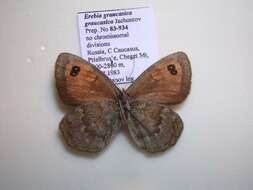 Image of Erebia iranica Grum-Grshimailo 1894