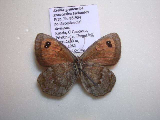 Image of Erebia iranica Grum-Grshimailo 1894