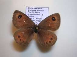 <i>Erebia <i>graucasica</i></i> graucasica resmi