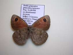 <i>Erebia <i>graucasica</i></i> graucasica resmi