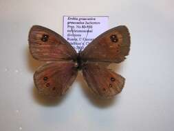 <i>Erebia <i>graucasica</i></i> graucasica resmi