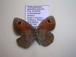 <i>Erebia <i>graucasica</i></i> graucasica resmi