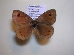 <i>Erebia <i>graucasica</i></i> graucasica resmi