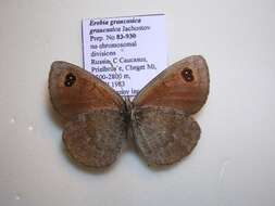 <i>Erebia <i>graucasica</i></i> graucasica resmi