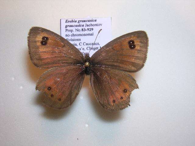 <i>Erebia <i>graucasica</i></i> graucasica resmi