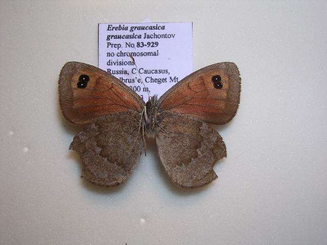 <i>Erebia <i>graucasica</i></i> graucasica resmi