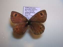 <i>Erebia <i>graucasica</i></i> graucasica resmi