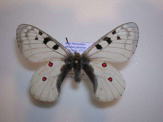 Image of Parnassius phoebus phoebus