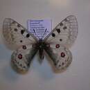 Parnassius jacquemonti resmi