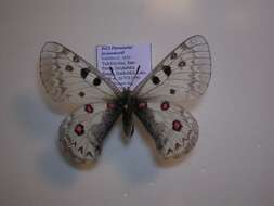 Image of Parnassius jacquemonti