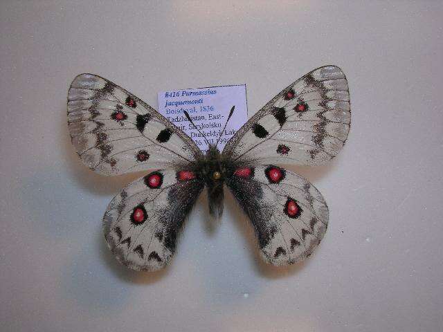 Image of Parnassius jacquemonti