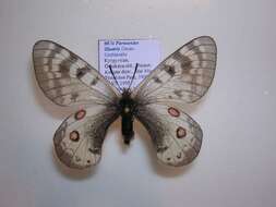 Sivun Parnassius staudingeri illustris kuva