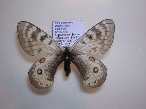 Image of Parnassius staudingeri illustris