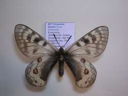 Sivun Parnassius staudingeri illustris kuva