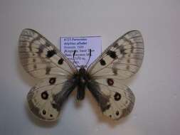 Image of Parnassius delphius albulus