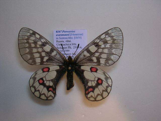 Слика од Parnassius eversmanni Ménétriés 1855