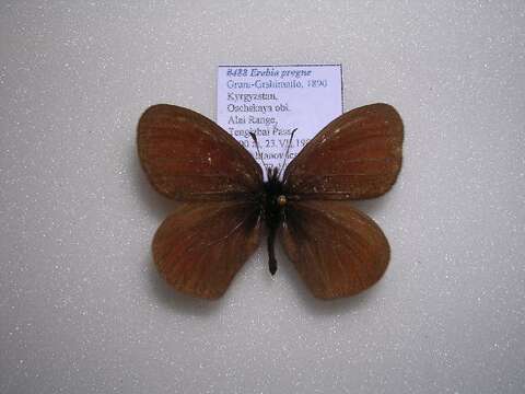 Image of <i>Erebia progne</i>