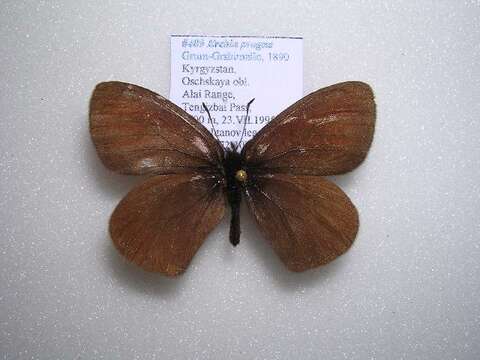 Image of <i>Erebia progne</i>