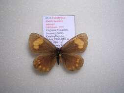 <i>Erebia turanica susamyr</i> resmi