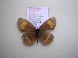 <i>Erebia turanica susamyr</i> resmi