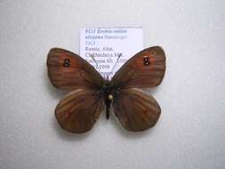 Image of <i>Erebia callias altajana</i>