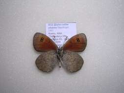 Image of <i>Erebia callias altajana</i>